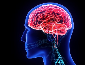 3d illustration human body brain