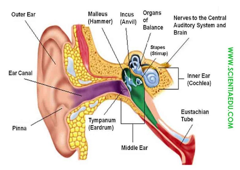 How Do You Know If You Ruptured Your Eardrum