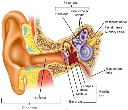Otitis Media Ear Diagram